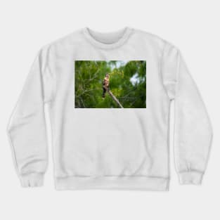 Posing Anhinga aka Snake Bird Crewneck Sweatshirt